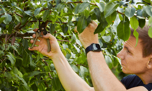 Havemand der foretager beskæring