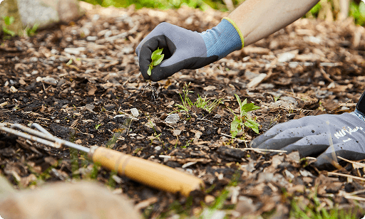 Havemand der foretager ukrudtsbekæmpelse