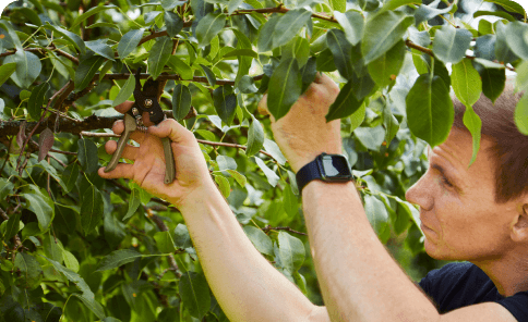 Havemand fra Go Go Garden der udfører beskæring